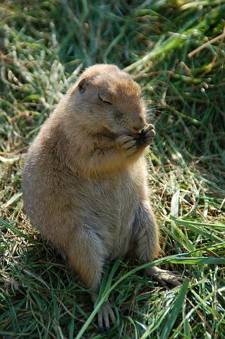 dierentuin emmen_0975
